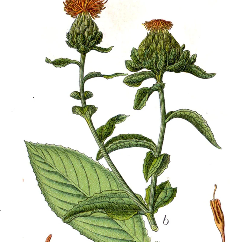 Safflower Extract — natural source material