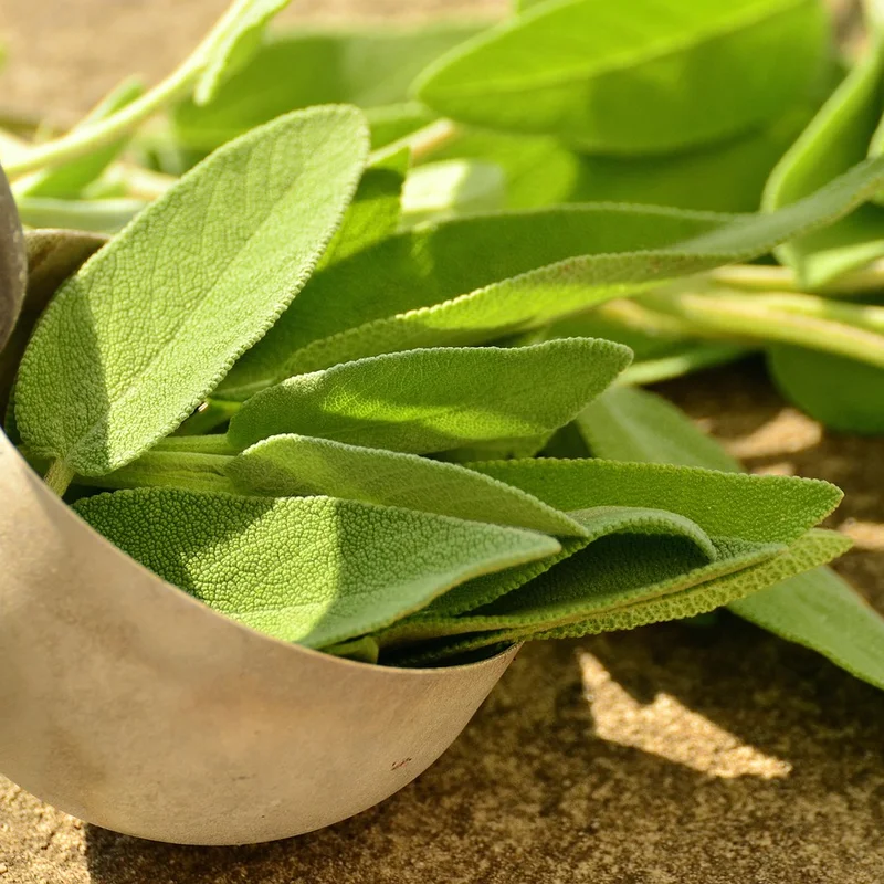 Sage Powder — natural source material