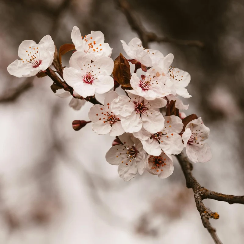 Sakura Flower Extract, natural source material