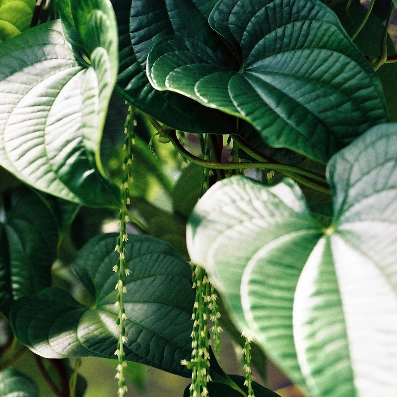 Sarsaparilla Extract — natural source material