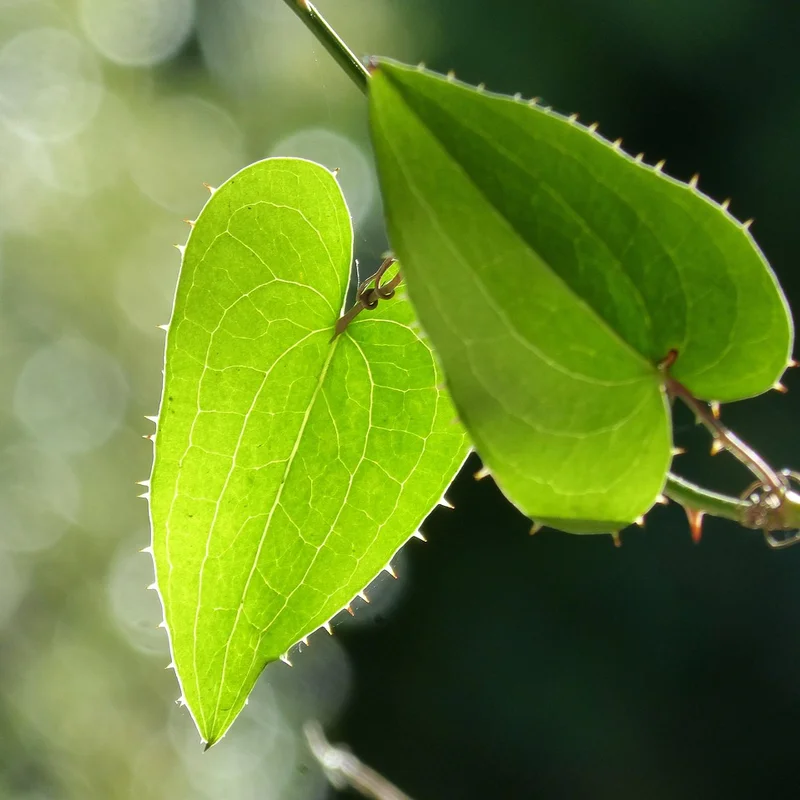Sarsaparilla — natural source material