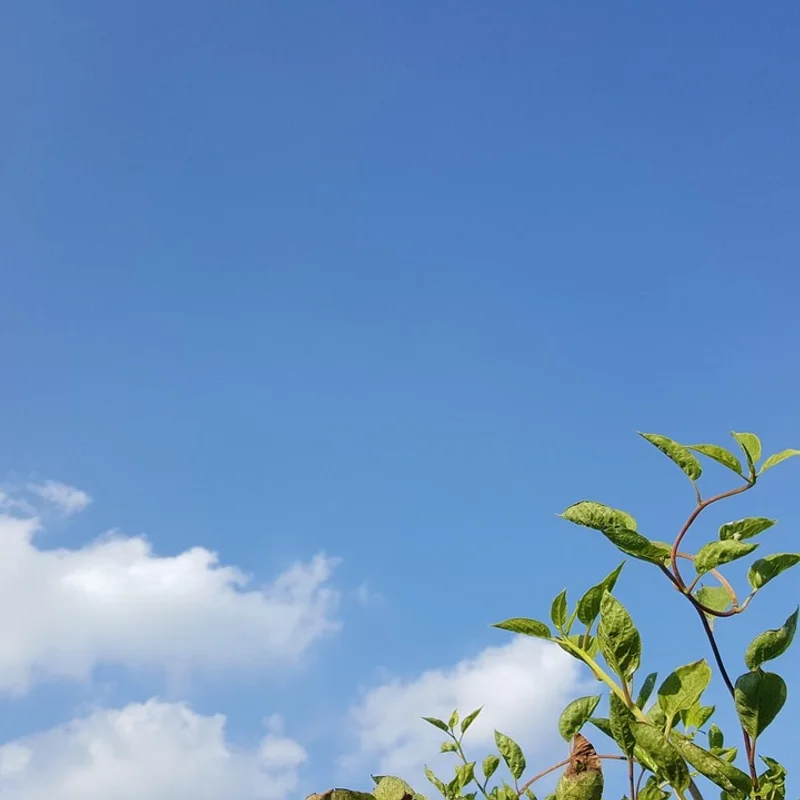 Schisandra Powder — natural source material