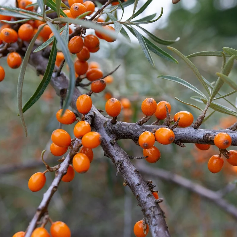 Sea Buckthorn Berry Extract — natural source material