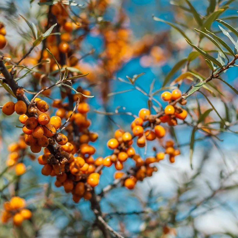 Sea Buckthorn Berry — natural source material