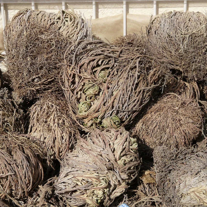 Selaginella Tamariscina Extract — natural source material