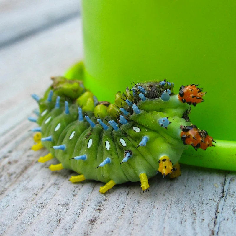 Silkworm Extract