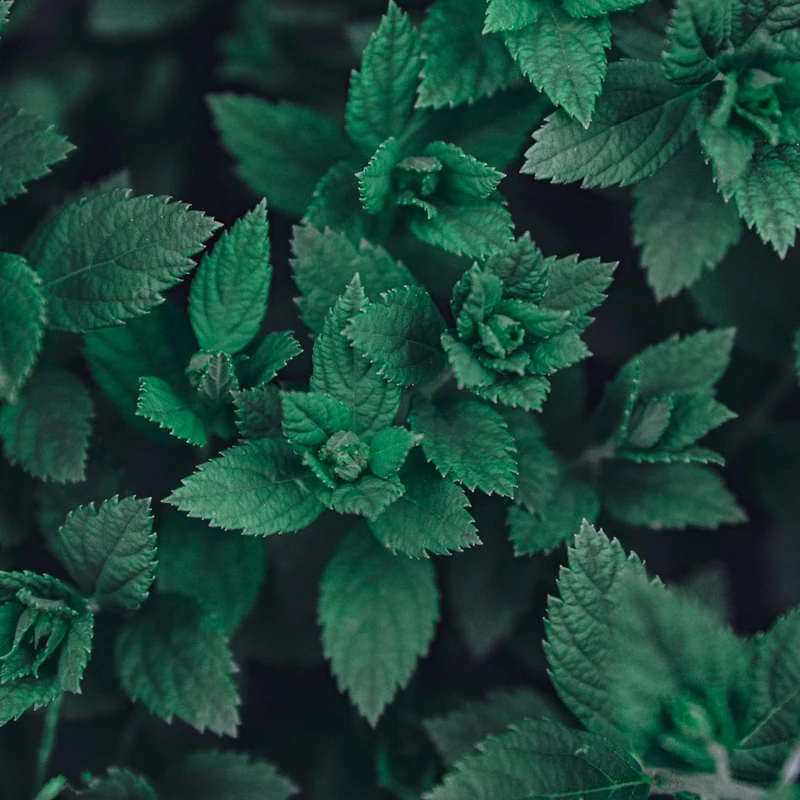 Spearmint Leaf — natural source material