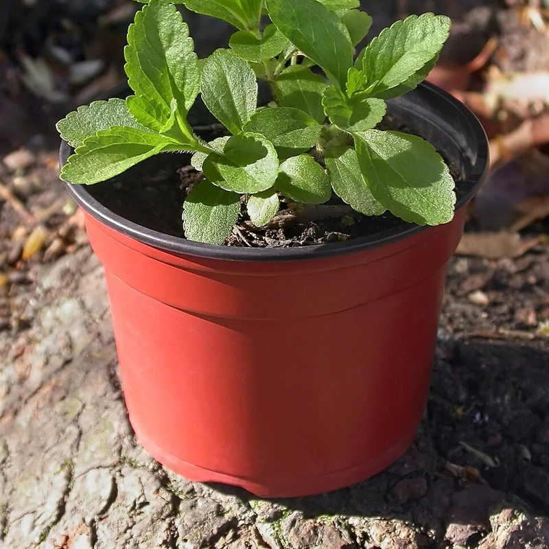 Stevia — natural source material