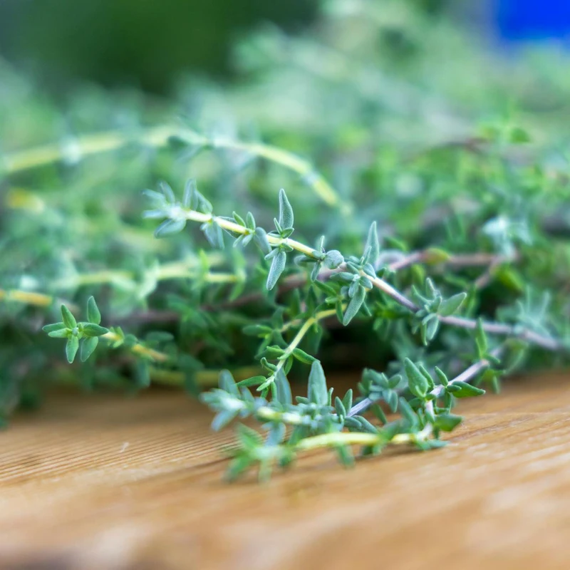 Thyme — natural source material