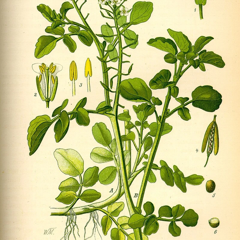 Watercress Extract — natural source material