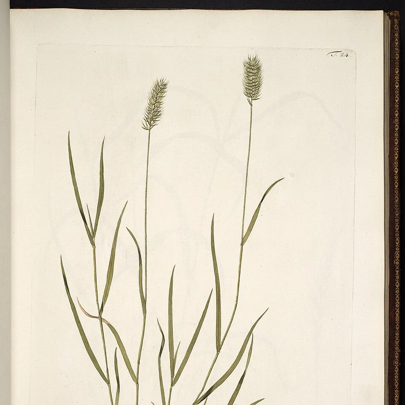 Wheat Grass Juice Powder — natural source material