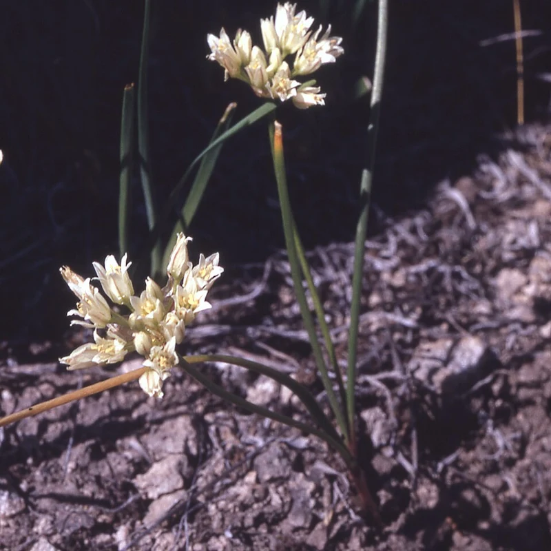 White Onion Bulb Powder — natural source material