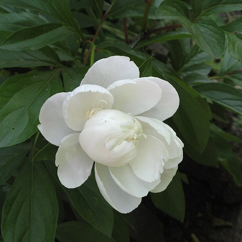 White Peony Extract — natural source material