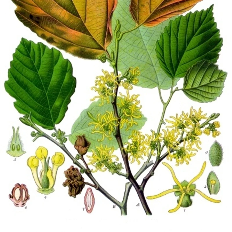 Witch Hazel — natural source material