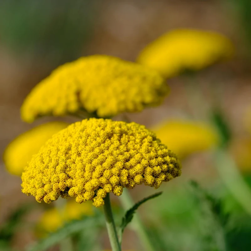 Yarrow Extract — natural source material