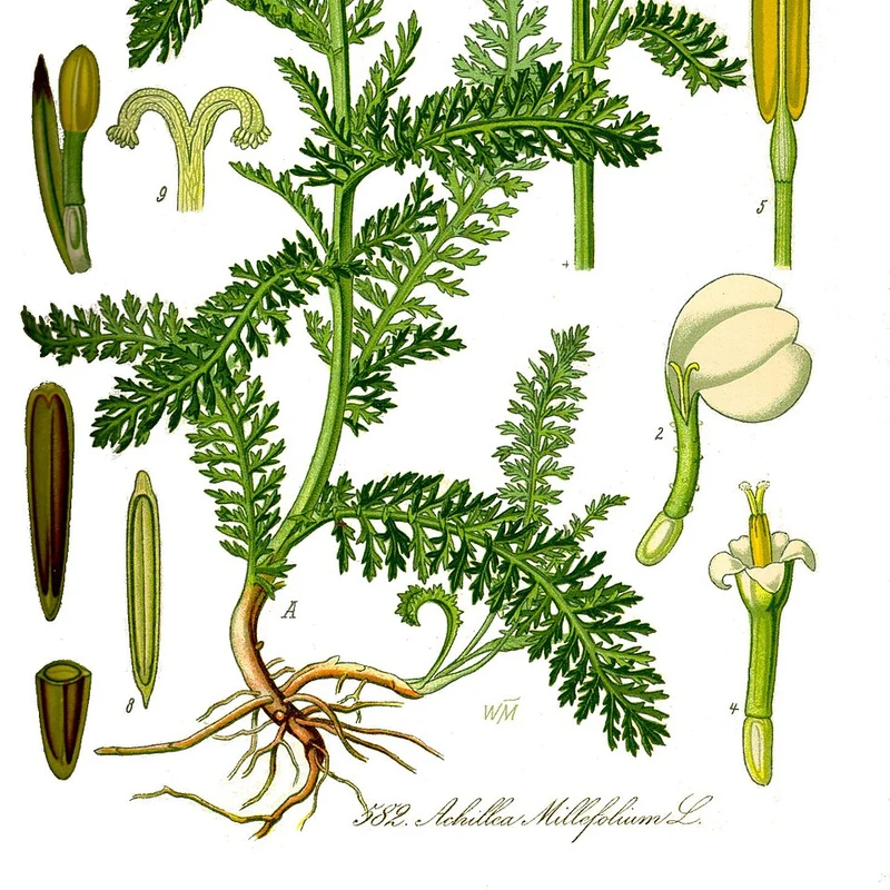 Yarrow — natural source material