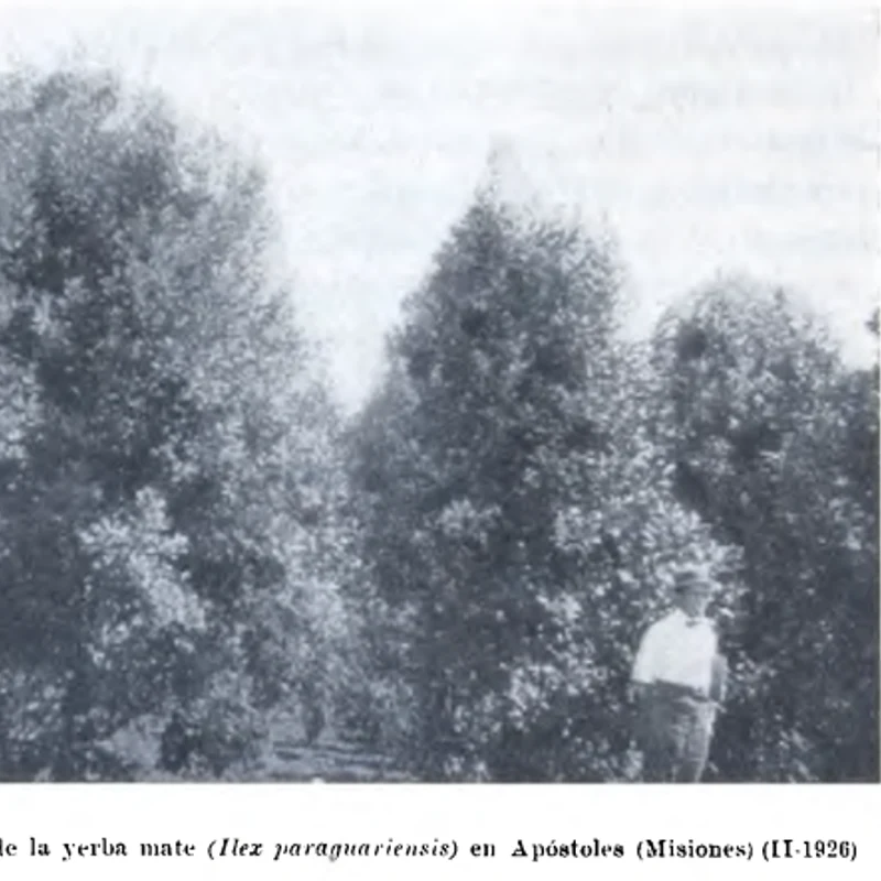 Yerba Mate Extract — natural source material